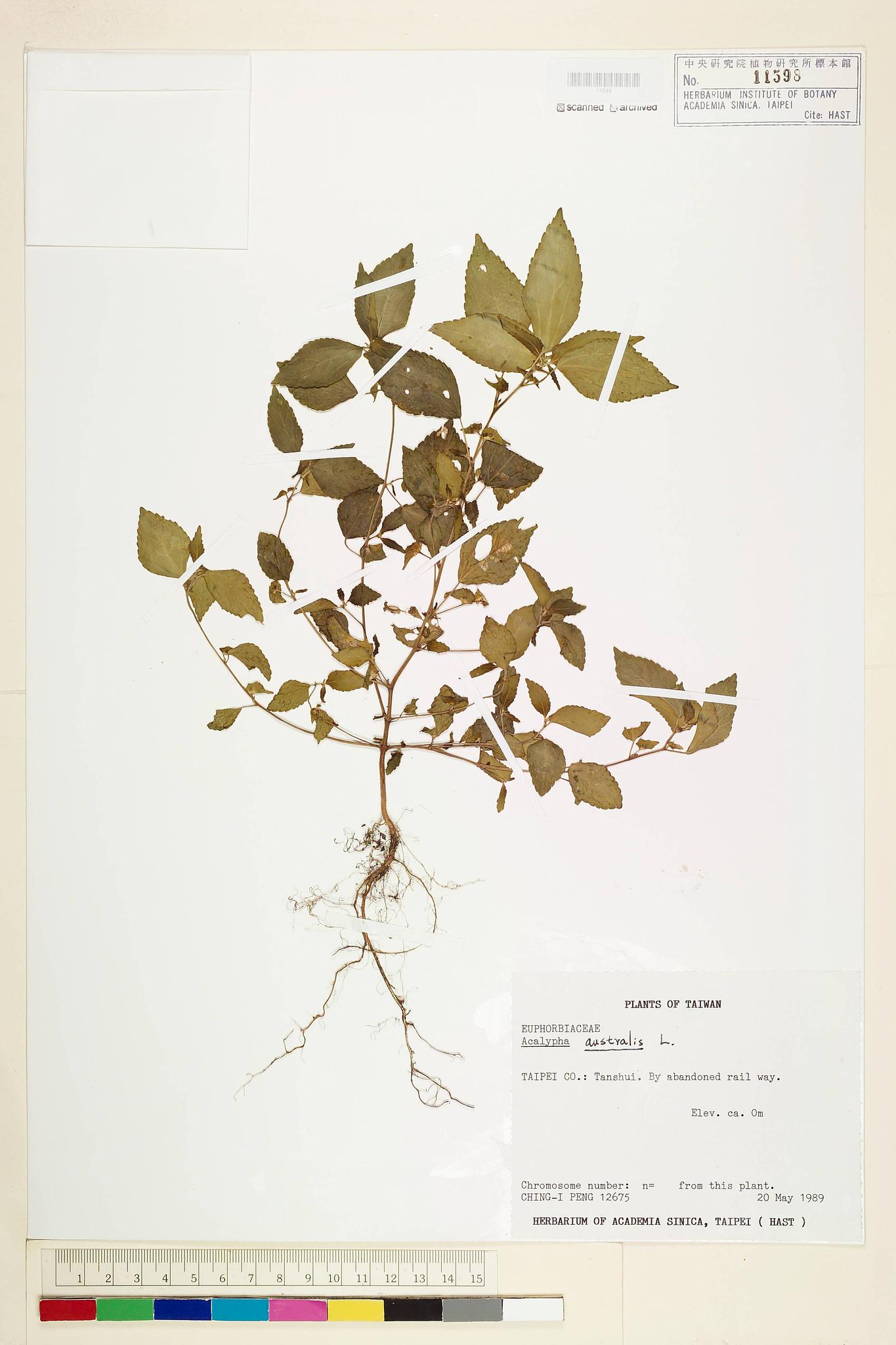 Sample image for viewer