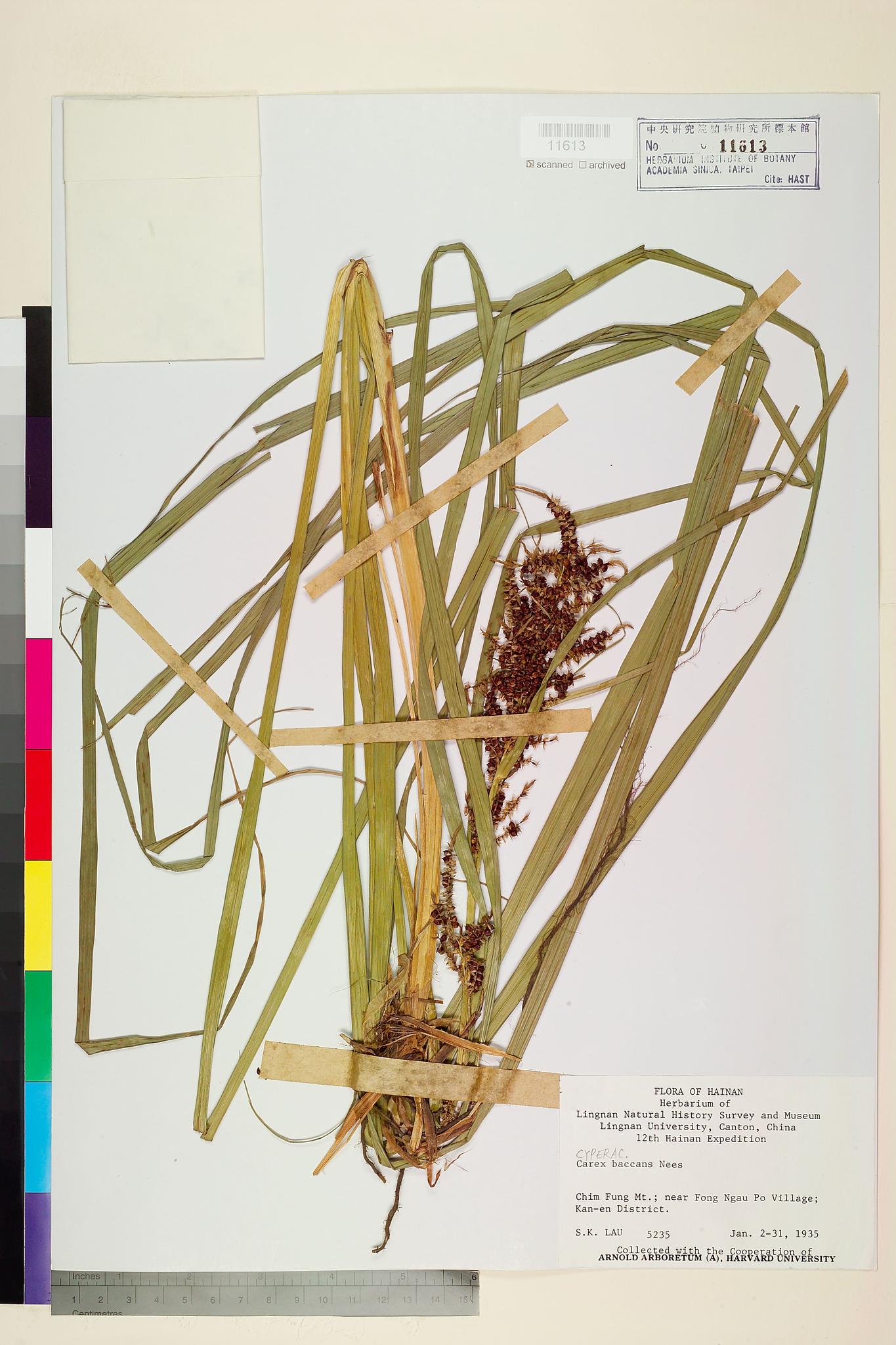 Sample image for viewer