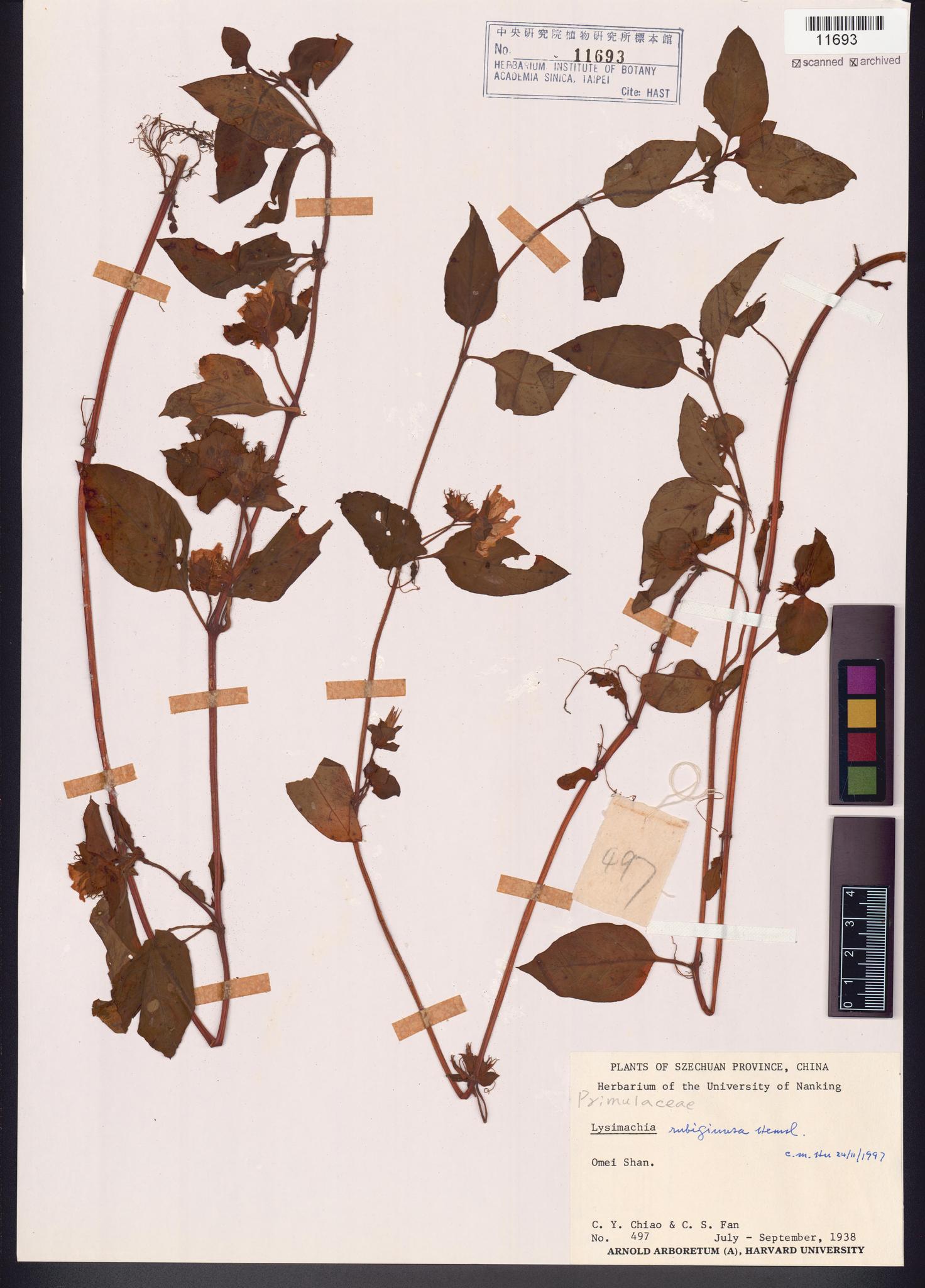 Sample image for viewer