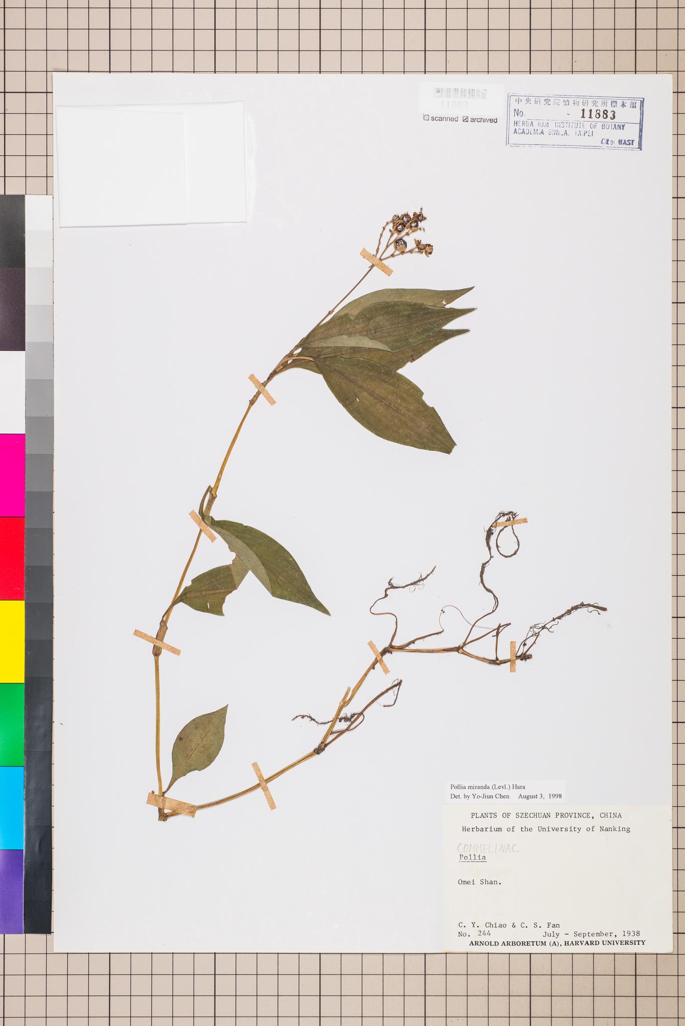 Sample image for viewer