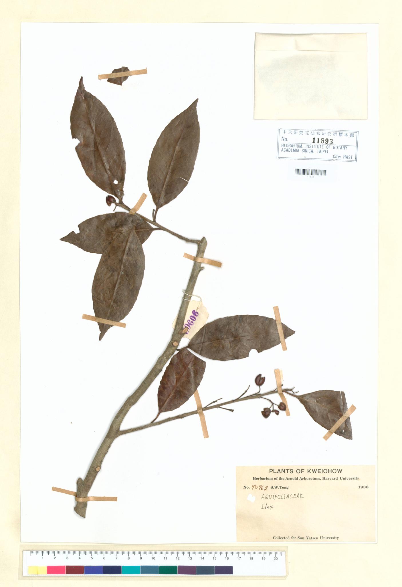 Sample image for viewer