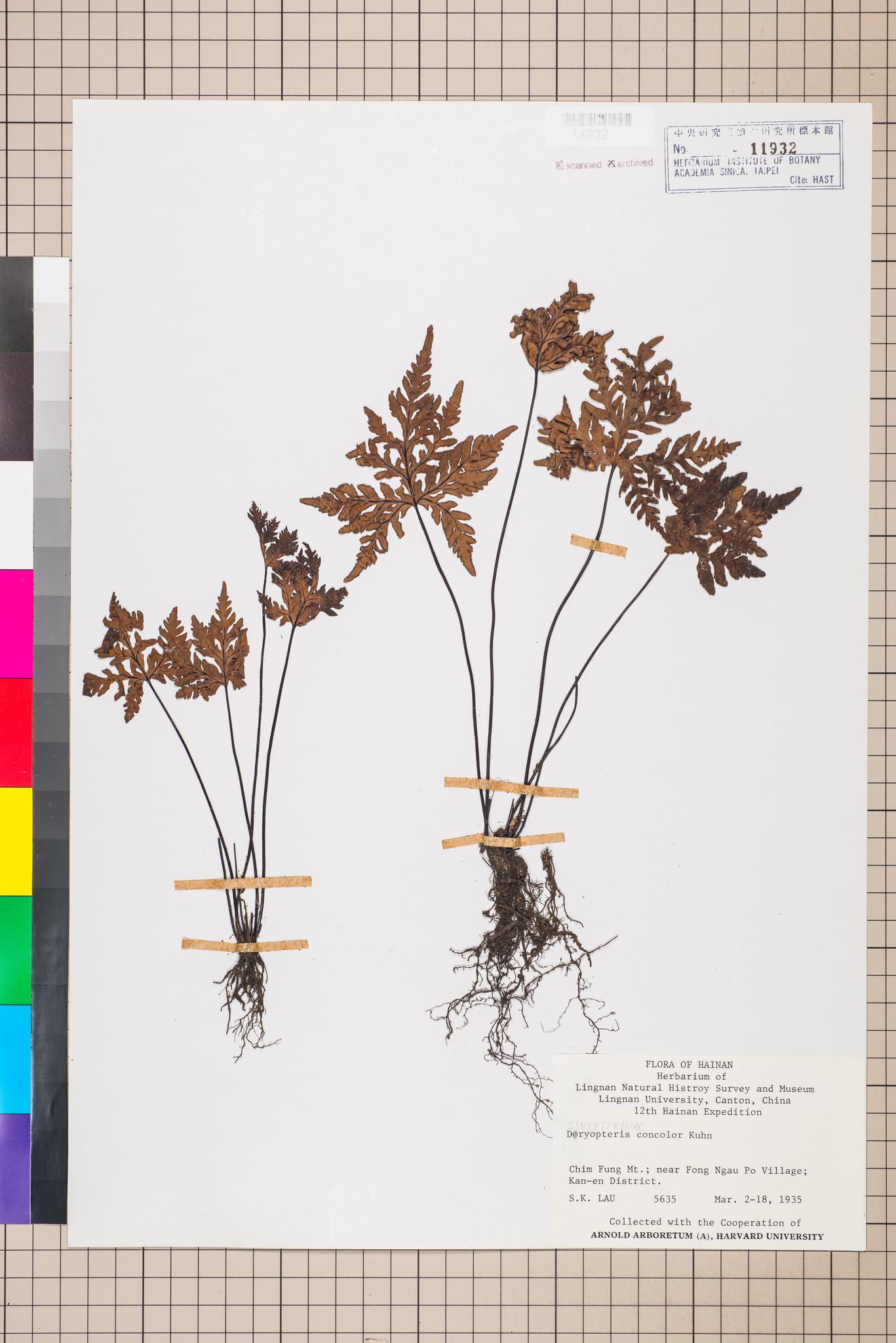 Sample image for viewer