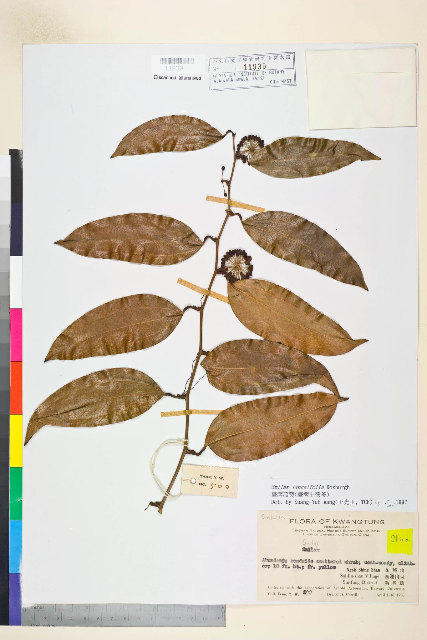 Sample image for viewer