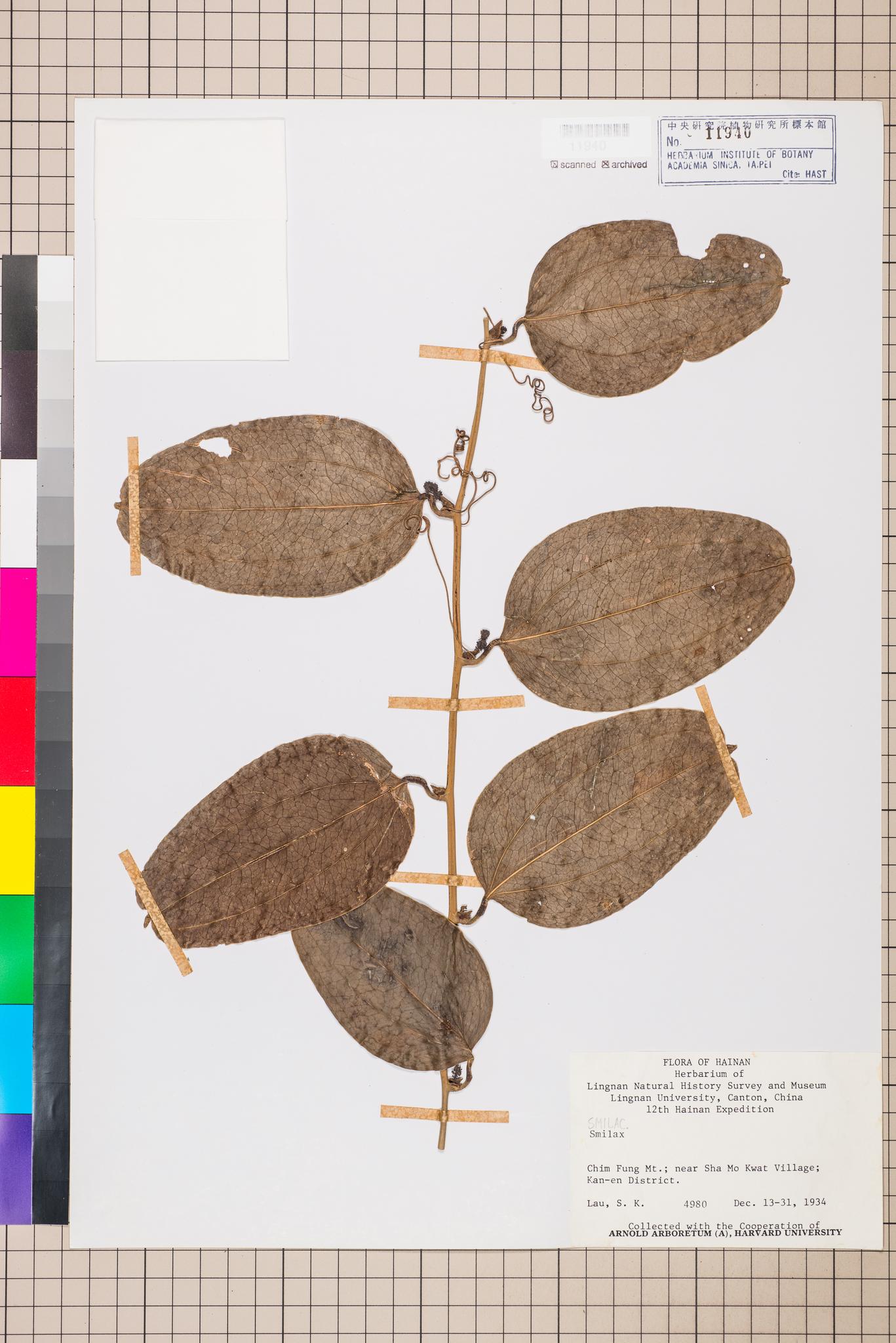 Sample image for viewer