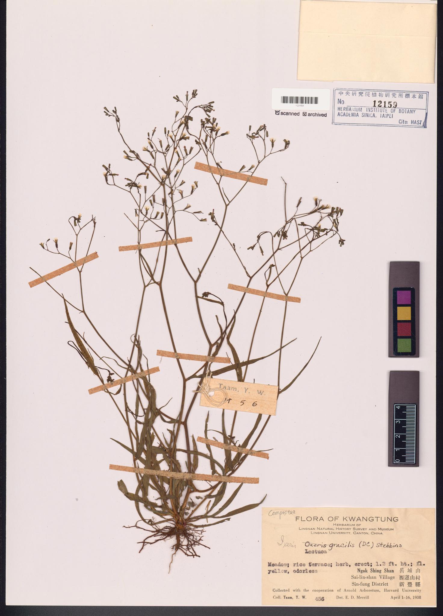 Specimen image