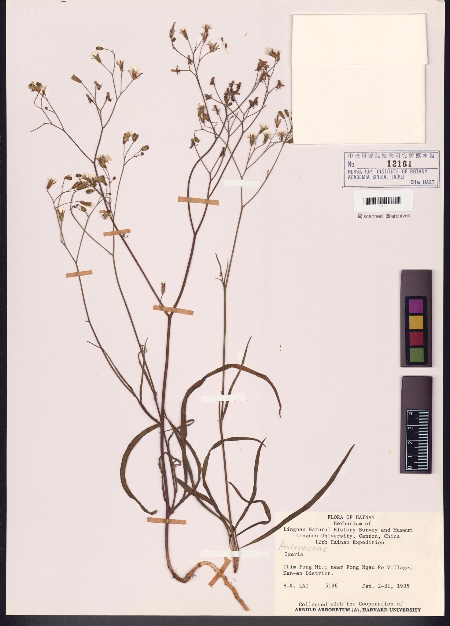 Specimen image