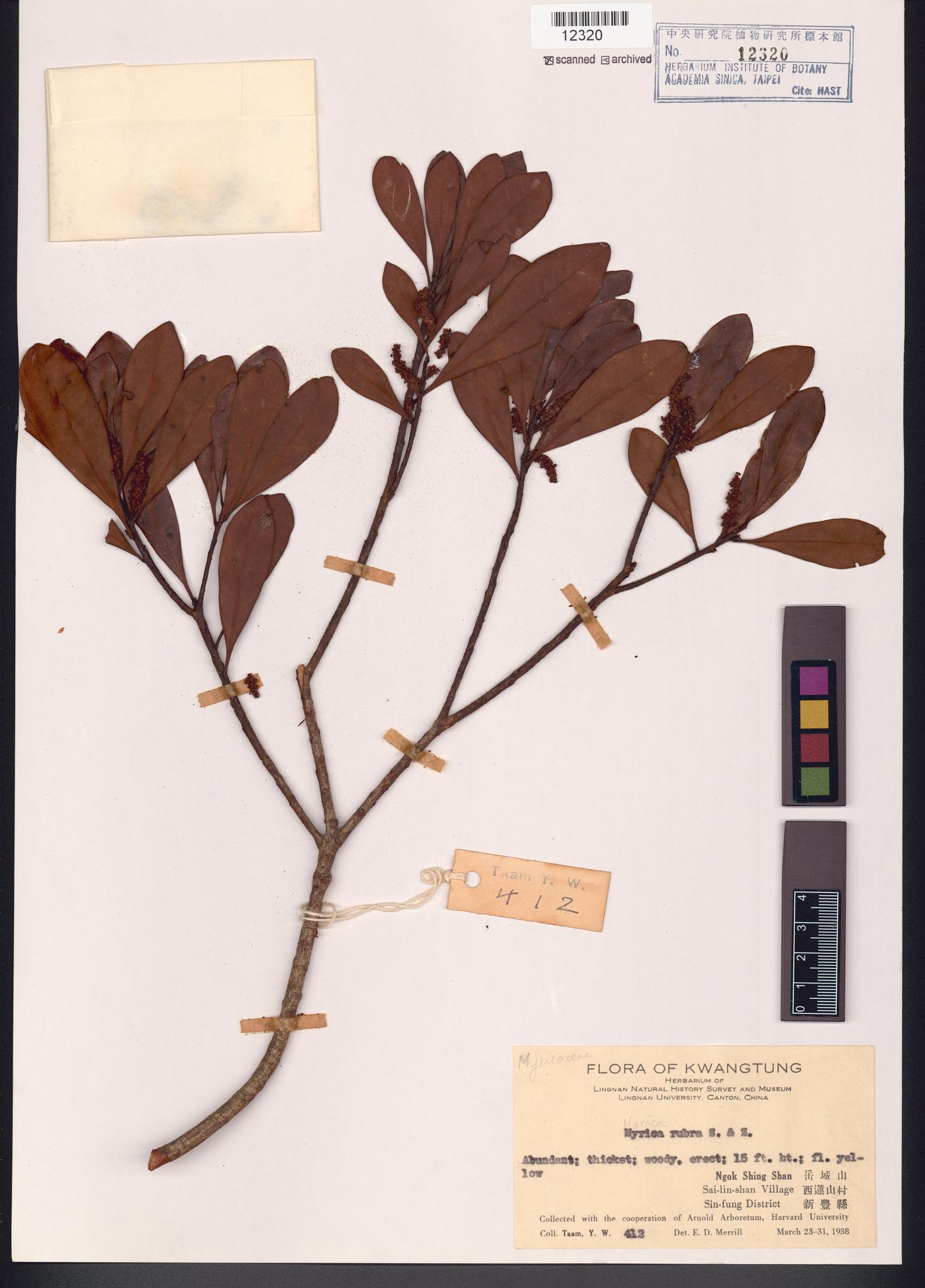 Sample image for viewer