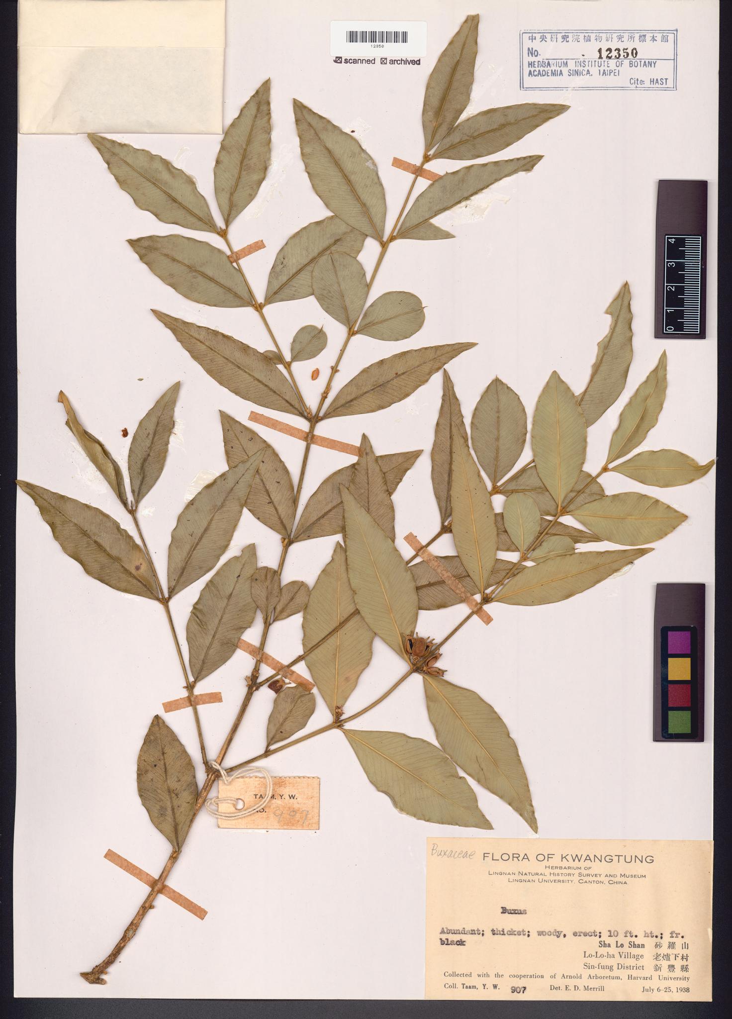 Specimen image