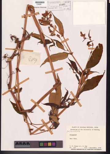 Polygonum