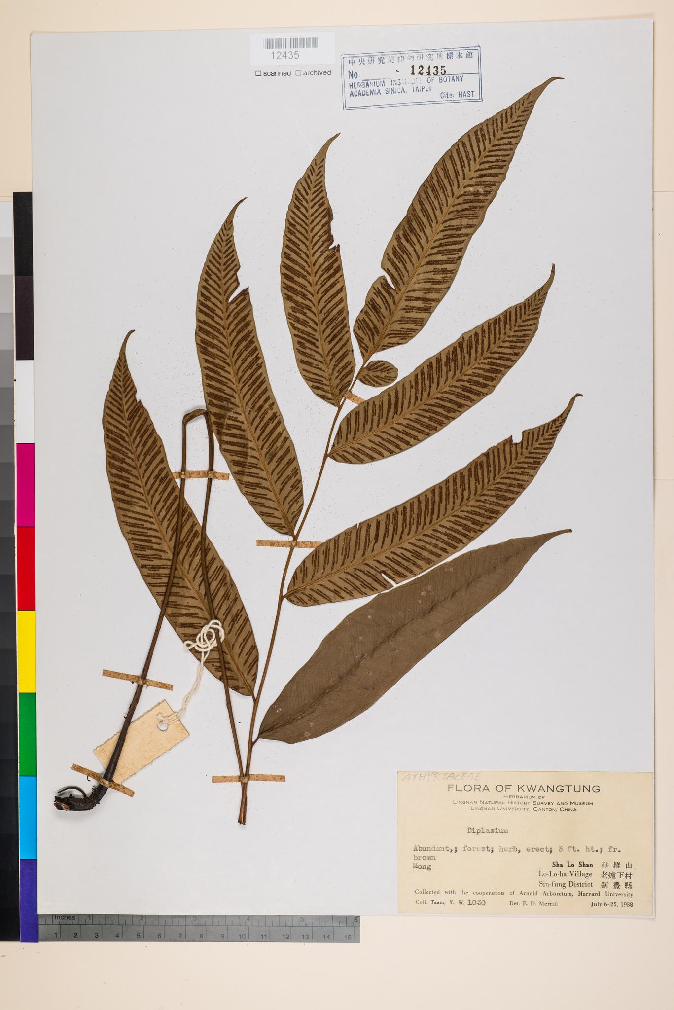 Sample image for viewer