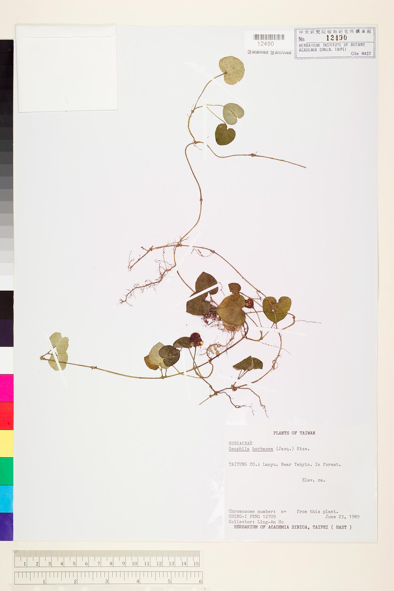 Sample image for viewer