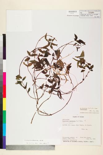Gonostegia hirta (Bl.) Miq.