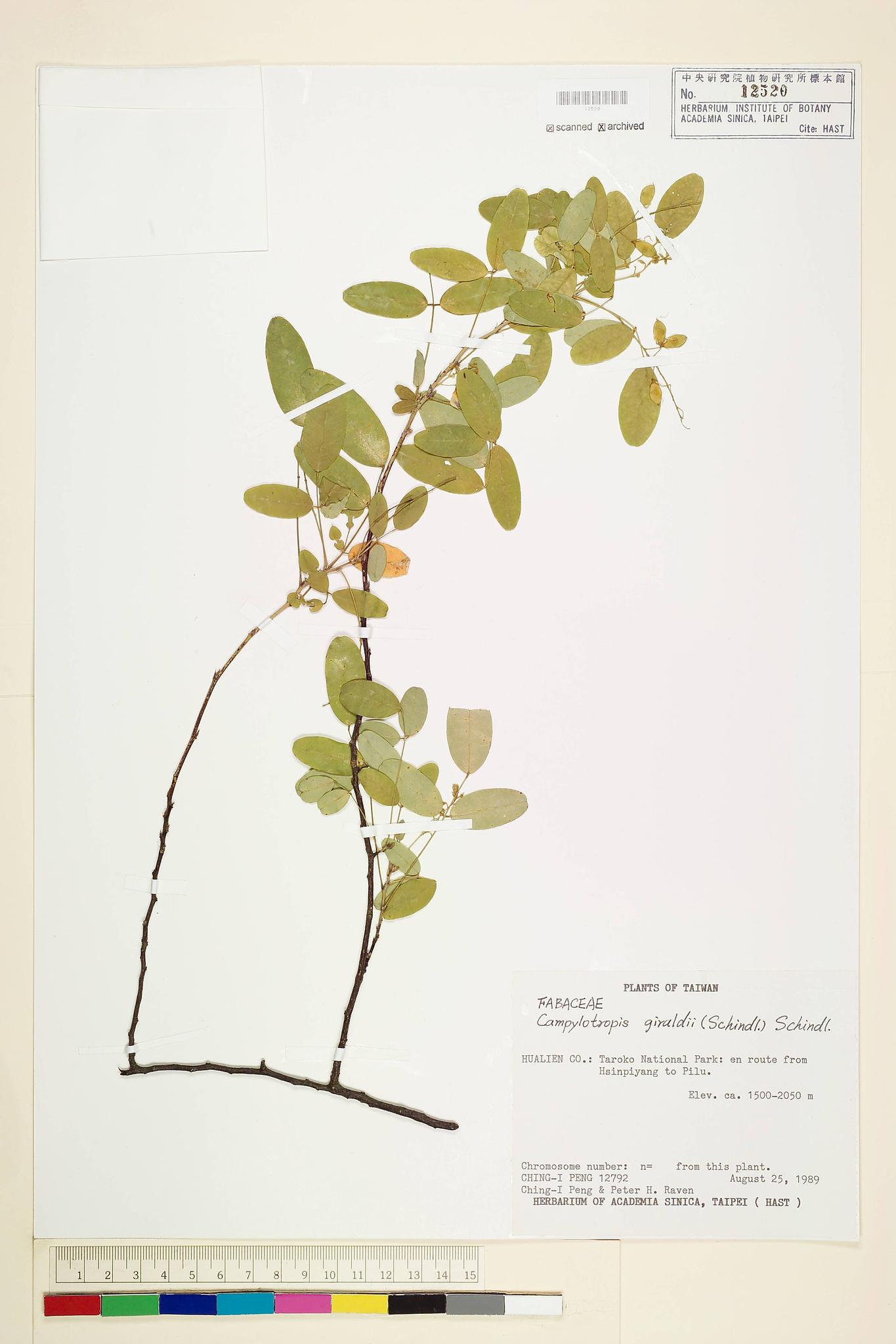 Specimen image