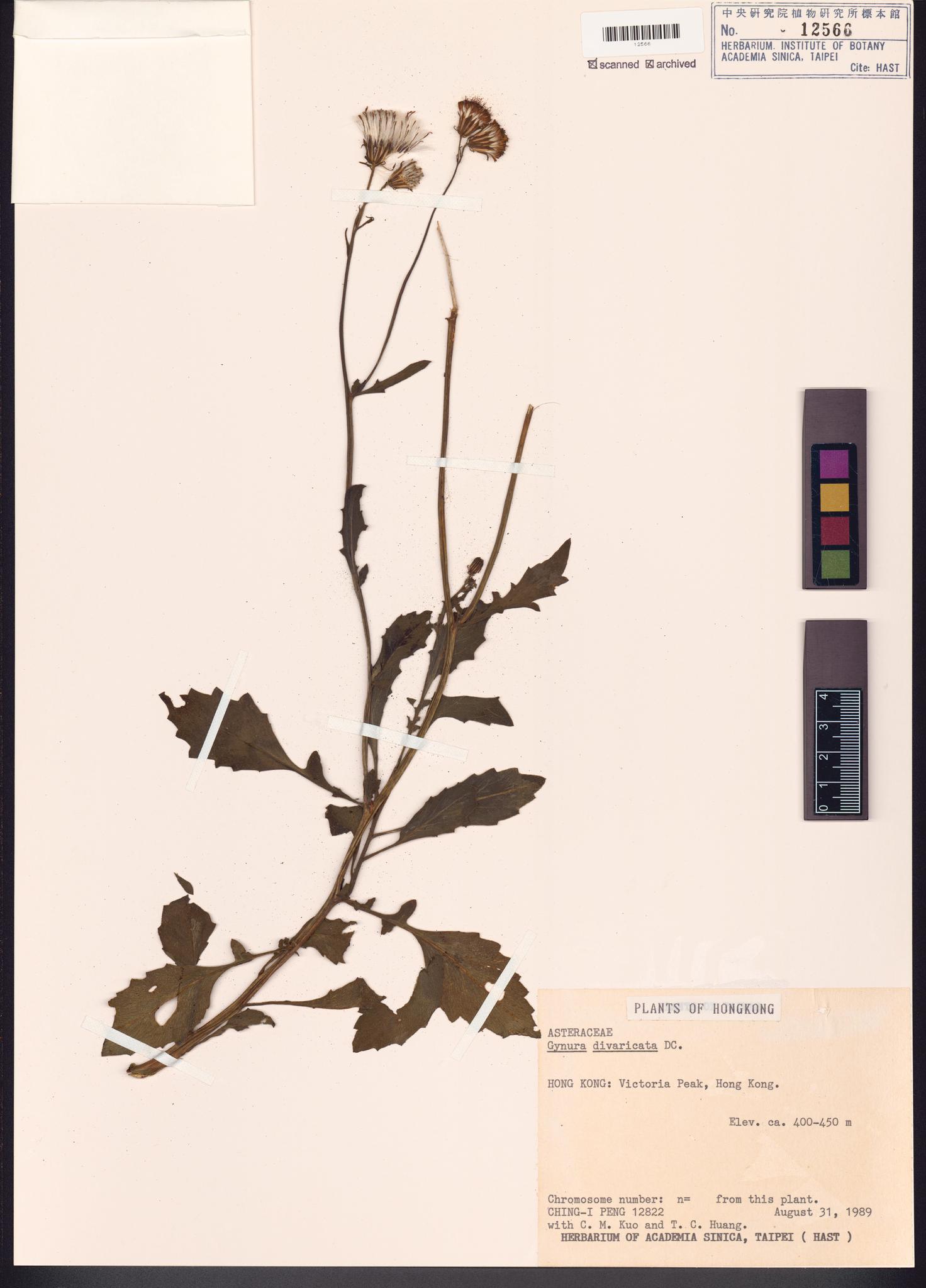 Sample image for viewer