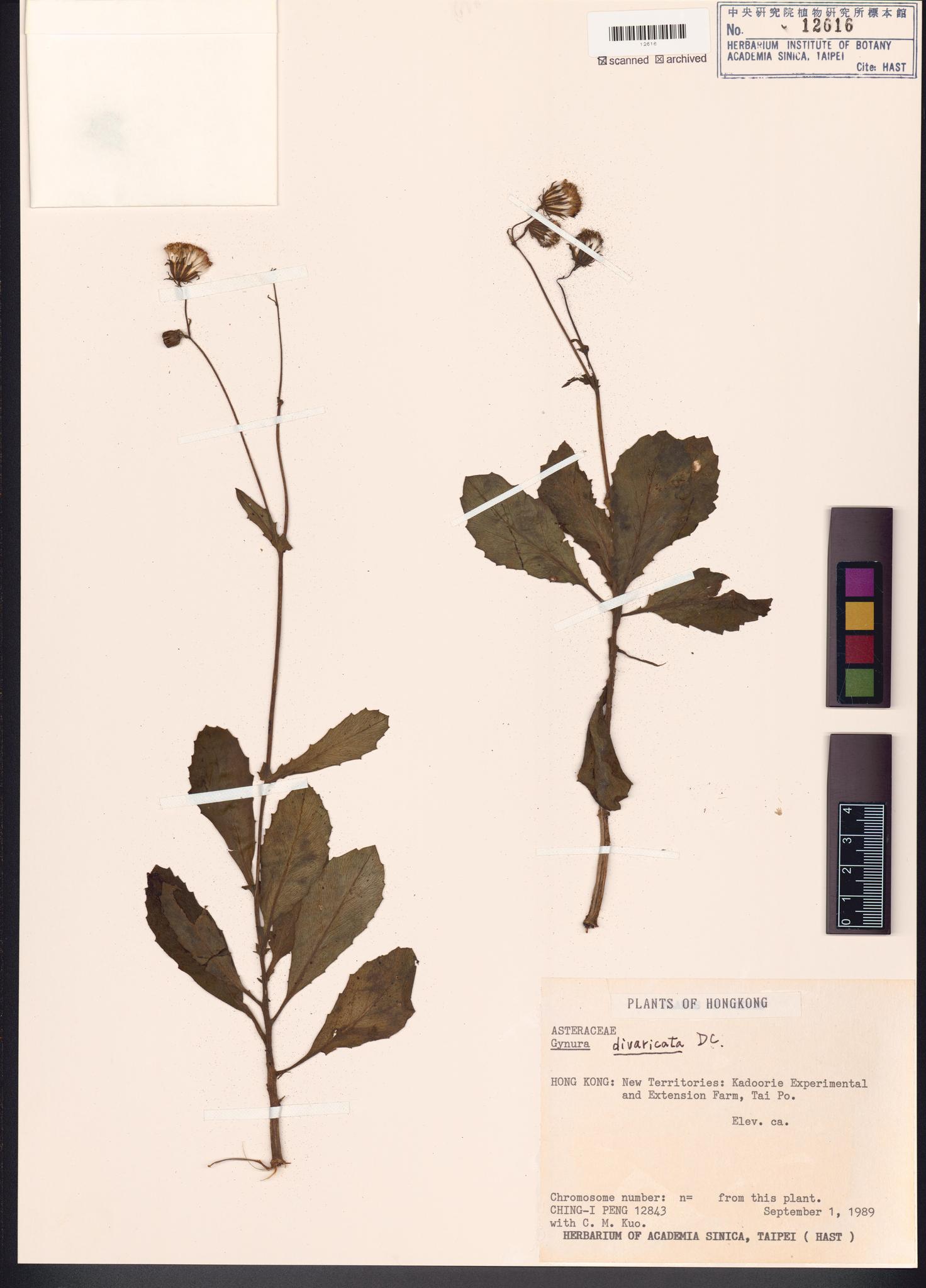 Sample image for viewer