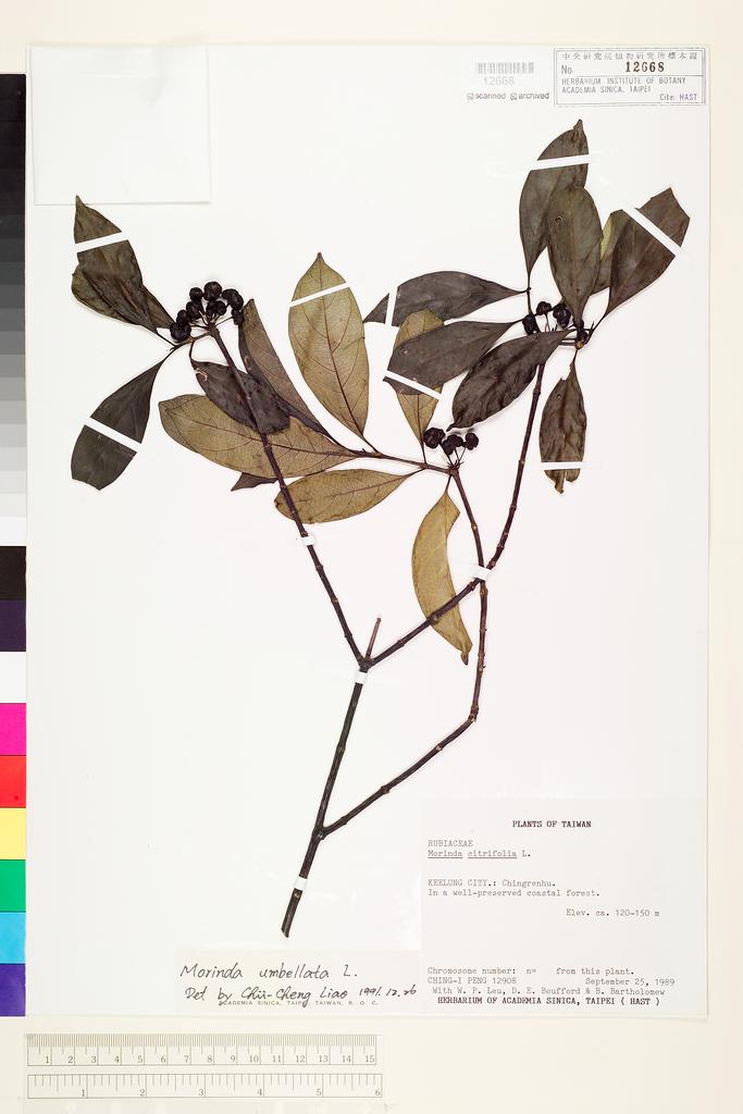 <Unit #26885 Peng, Ching-I | 彭鏡毅 | 12908:: | Morinda umbellata L.>