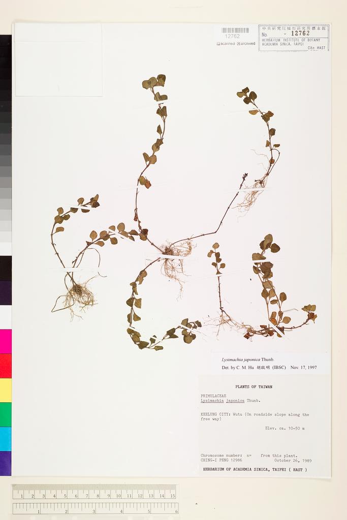 <Unit #23797 Peng, Ching-I | 彭鏡毅 | 12986:: | Lysimachia japonica Thunb.>