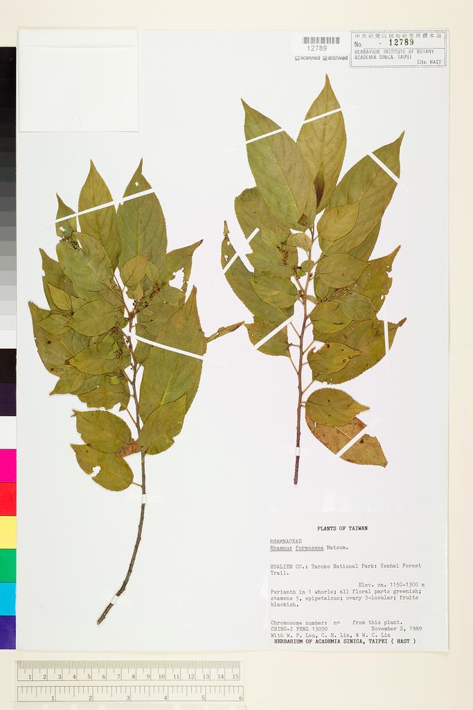 <Unit #24904 Peng, Ching-I | 彭鏡毅 | 13030:: | Rhamnus formosana Matsum.>