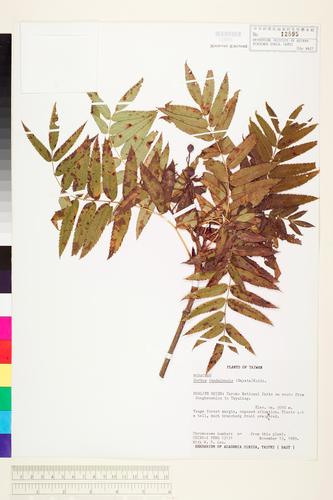 Sorbus randaiensis (Hayata) Koidz.