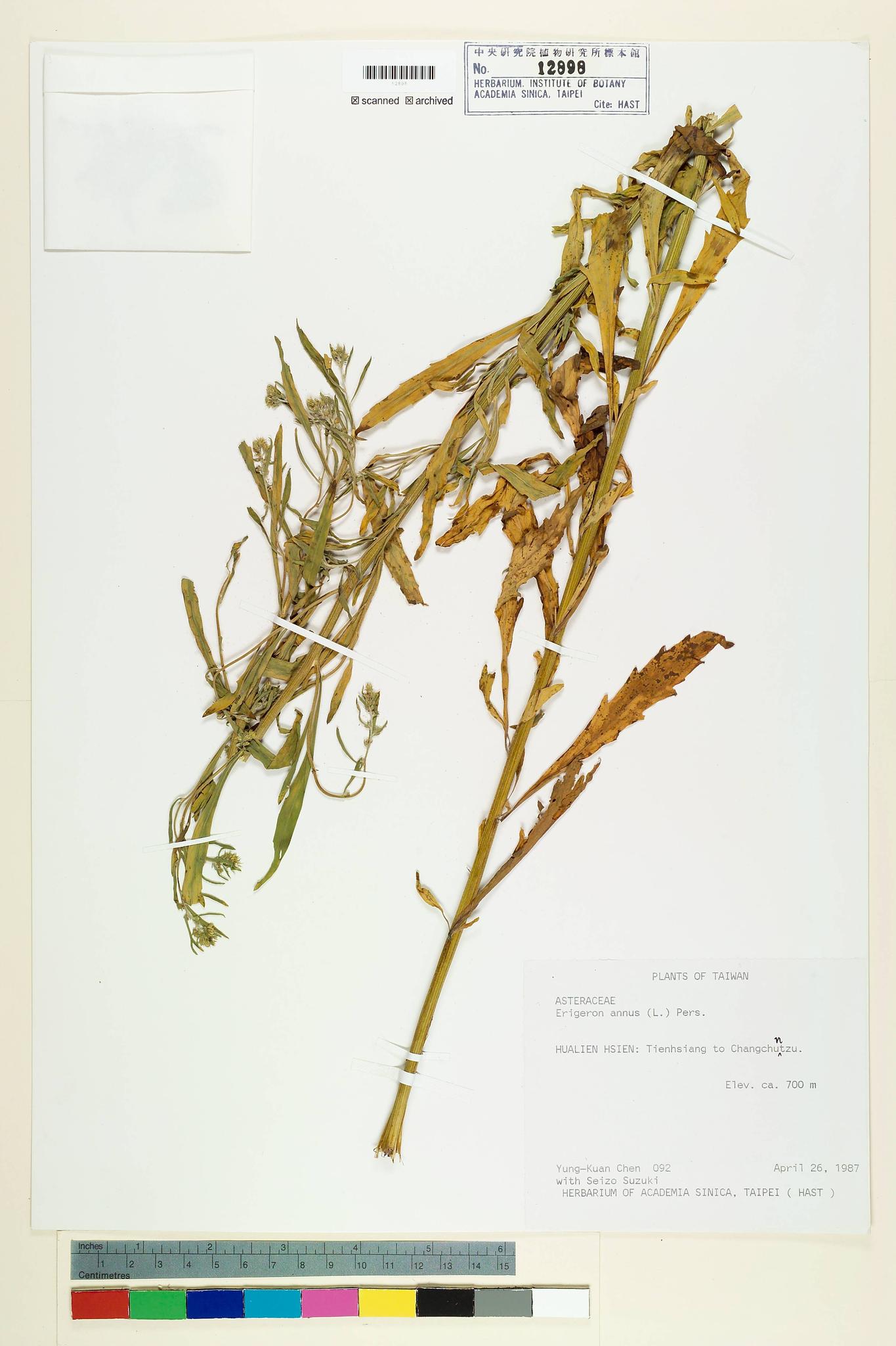 Sample image for viewer