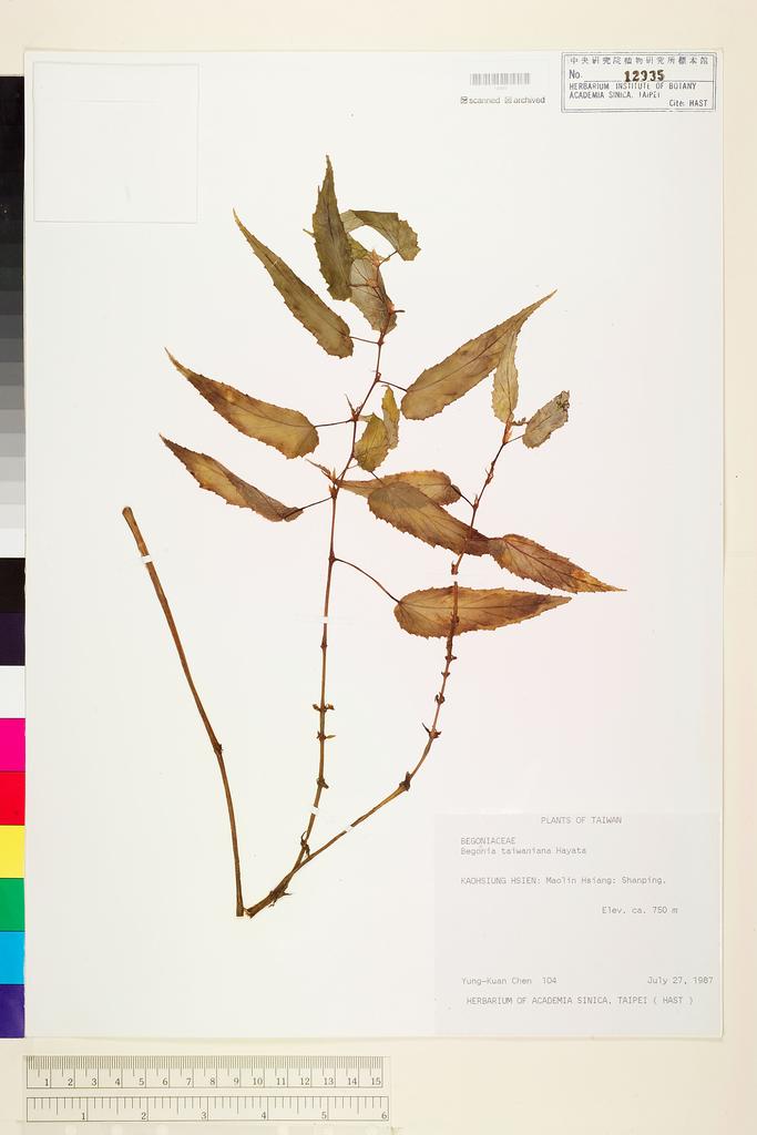 <Unit #10580 Chen, Yung-Kuan | 陳永寬 | 104:: | Begonia taiwaniana Hayata>