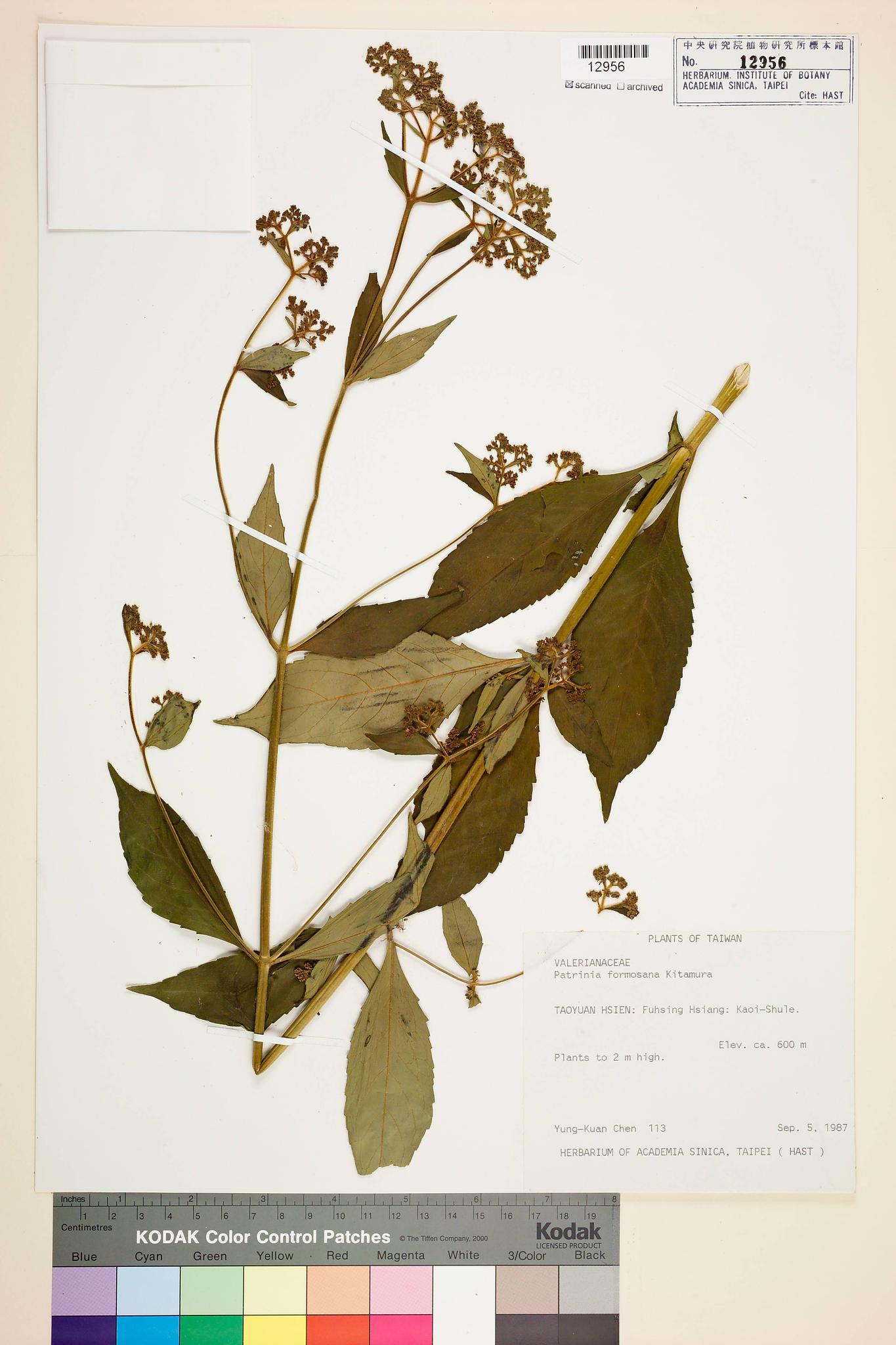 Sample image for viewer