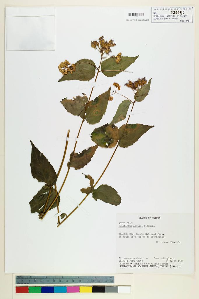 <Unit #23861 Peng, Ching-I | 彭鏡毅 | 12653:: | Eupatorium amabile Kitam.>