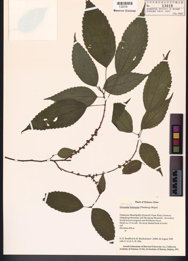 <Unit #100669 Boufford, D. E. |  | 24309:: | Oreocnide frutescens (Thunb.) Miq.>