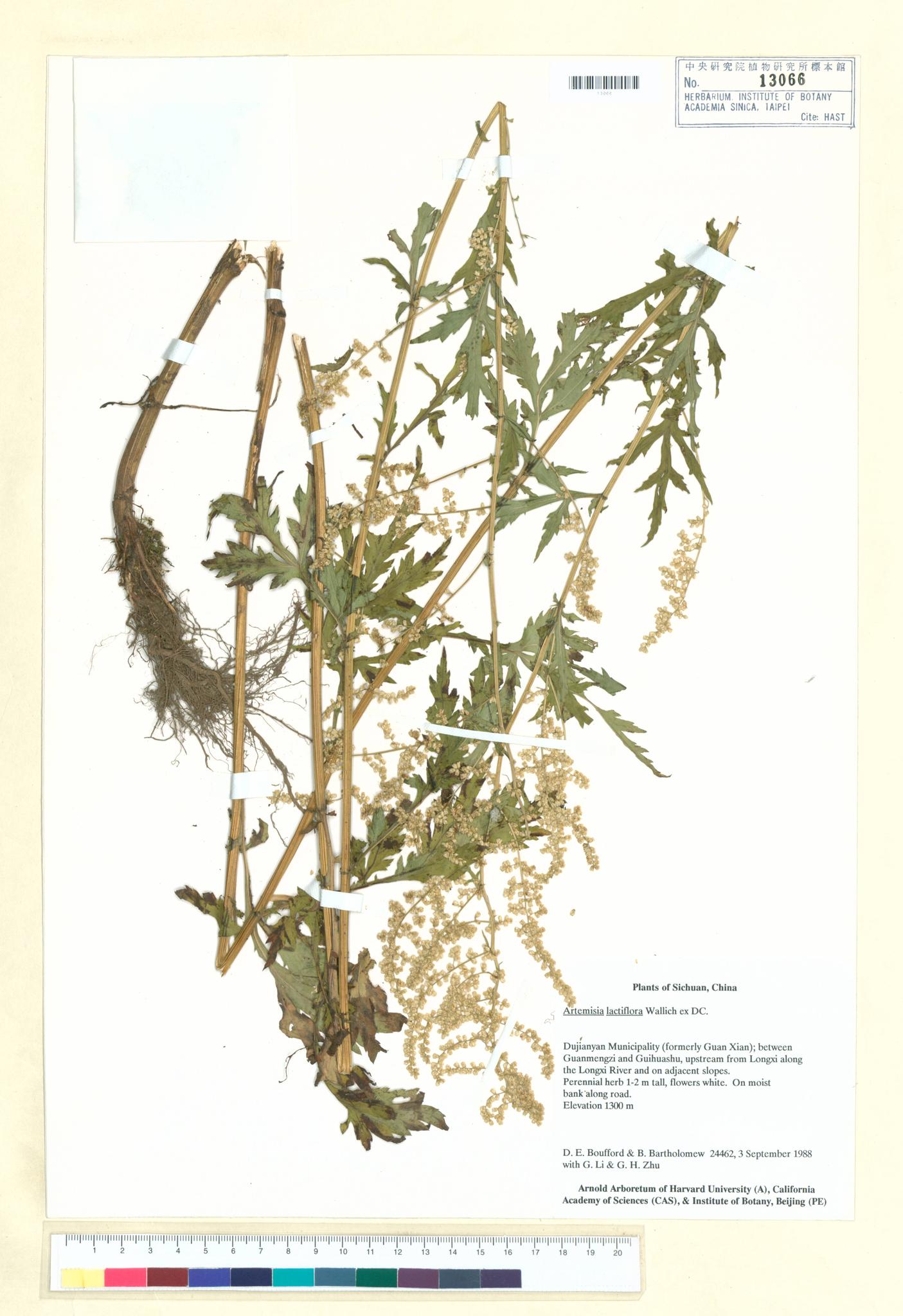 Sample image for viewer