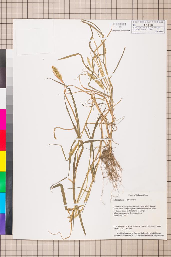 <Unit #114960 Boufford, D. E. |  | 24425:: | Setaria glauca (L.) P. Beauv.>