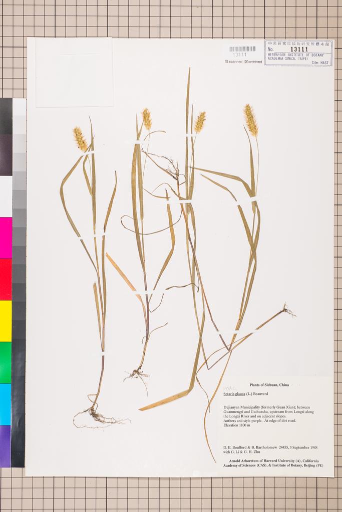 <Unit #114964 Boufford, D. E. |  | 24455:: | Setaria glauca (L.) P. Beauv.>