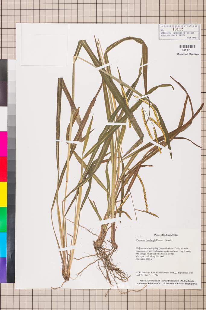 <Unit #112650 Boufford, D. E. |  | 24482:: | Paspalum thunbergii Kunth ex Steud.>