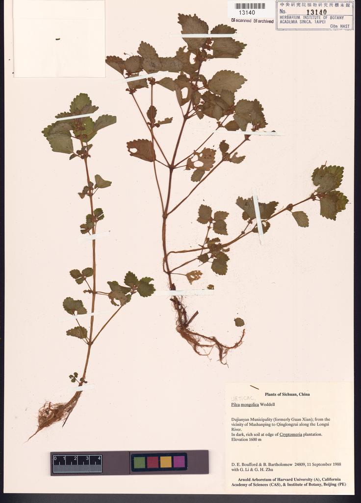 <Unit #100790 Boufford, D. E. |  | 24809:: | Pilea mongolica Wedd.>