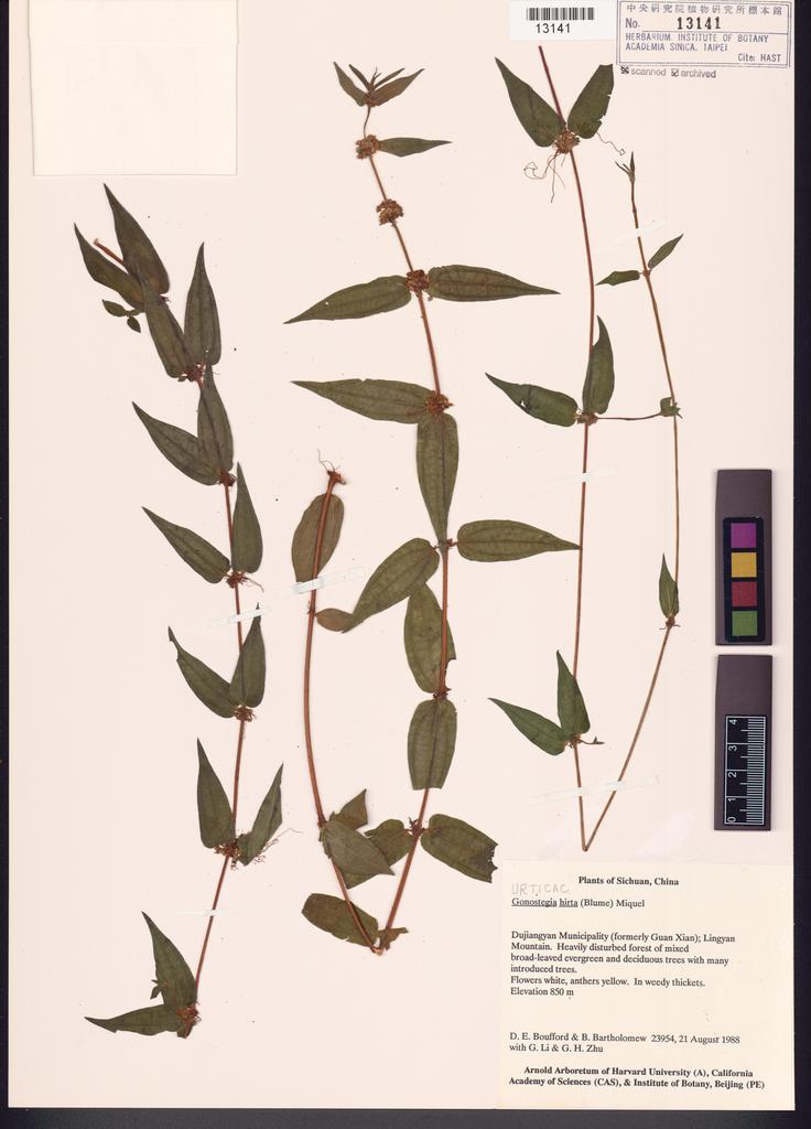 <Unit #100604 Boufford, D. E. |  | 23954:: | Gonostegia hirta (Bl.) Miq.>