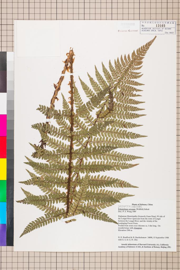 <Unit #128539 Boufford, D. E. |  | 24890:: | Polystichum setosum (Wall.) Schott>