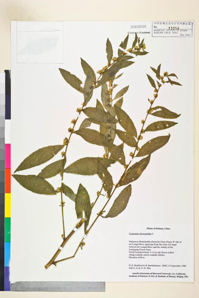 <Unit #106379 Boufford, D. E. |  | 24887:: | Carpesium abrotanoides L.>