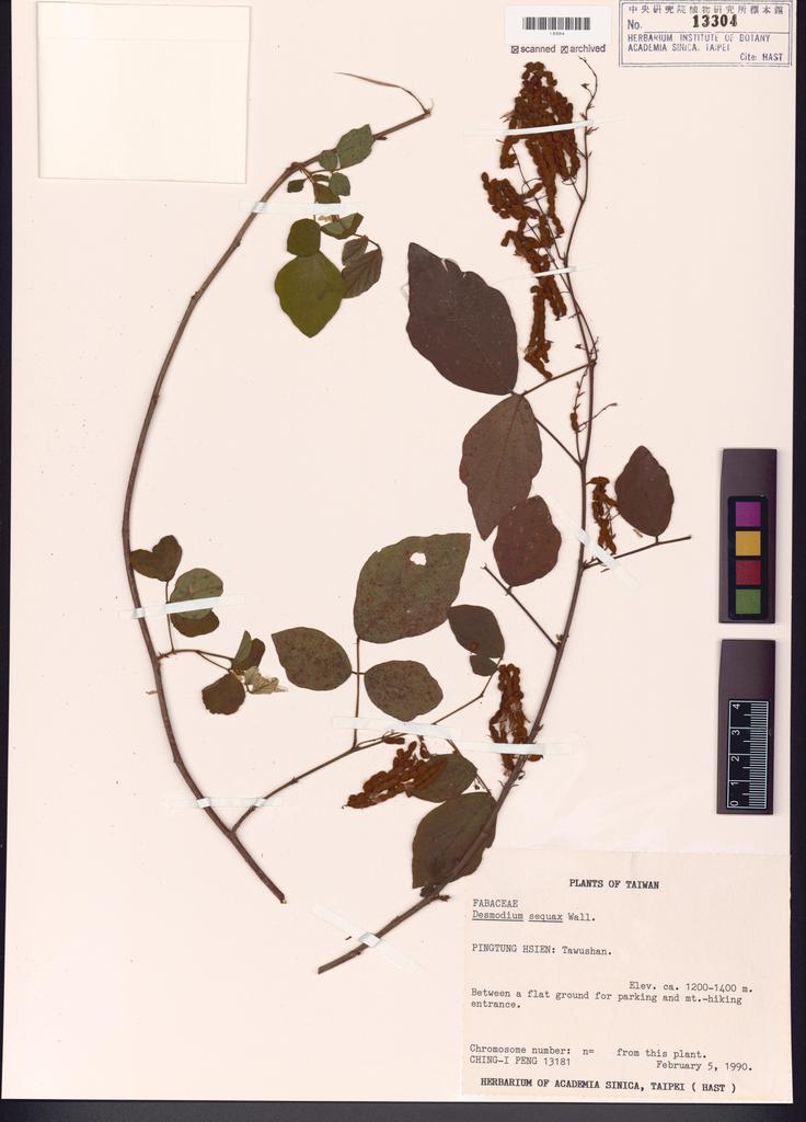 <Unit #24395 Peng, Ching-I | 彭鏡毅 | 13181:: | Desmodium sequax Wall.>