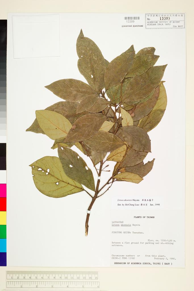 <Unit #25348 Peng, Ching-I | 彭鏡毅 | 13182:: | Litsea akoensis Hayata>