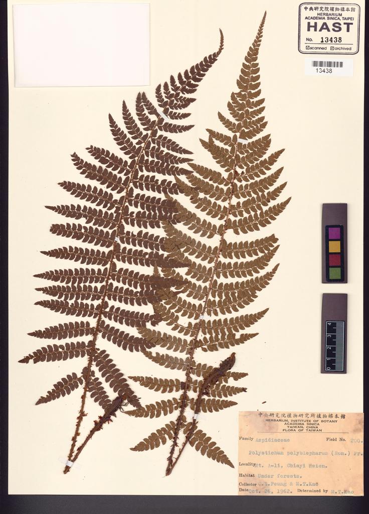 <Unit #93335 Feung, C. S. | 馮朝勳 | 200:: | Polystichum polyblepharum (Roem. ex Kunze) C. Presl>