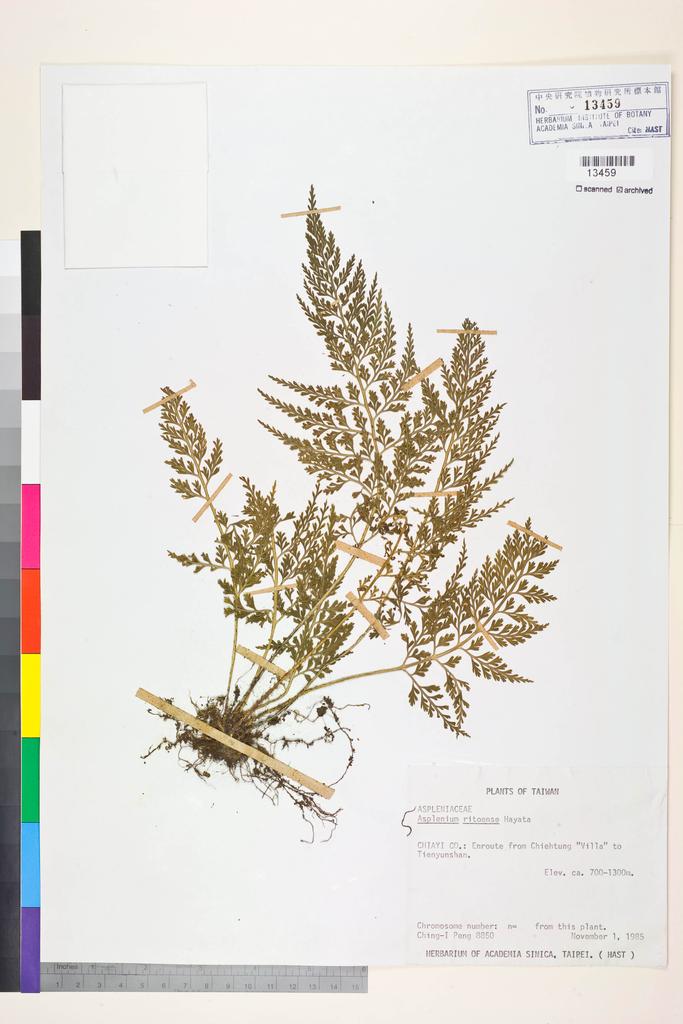<Unit #17217 Peng, Ching-I | 彭鏡毅 | 8850:: | Asplenium ritoense Hayata>