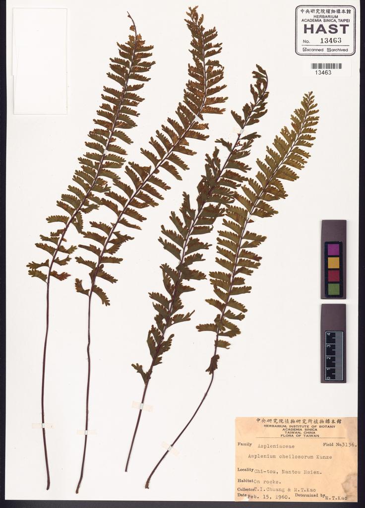 <Unit #82708 Chuang, T. I. | 莊燦暘 | 3136:: | Asplenium cheilosorum Kunze ex Mett.>