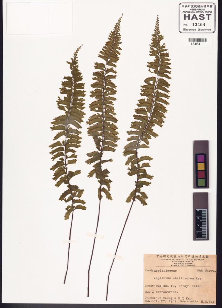 <Unit #82711 Feung, C. S. | 馮朝勳 | 224:: | Asplenium cheilosorum Kunze ex Mett.>