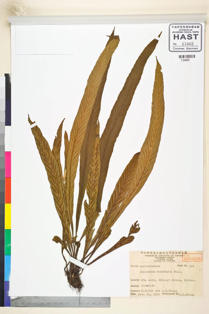 <Unit #84598 Kao, Muh-Tsuen | 高木村 | 140:: | Asplenium ensiforme Wall. ex Hook. & Grev.>
