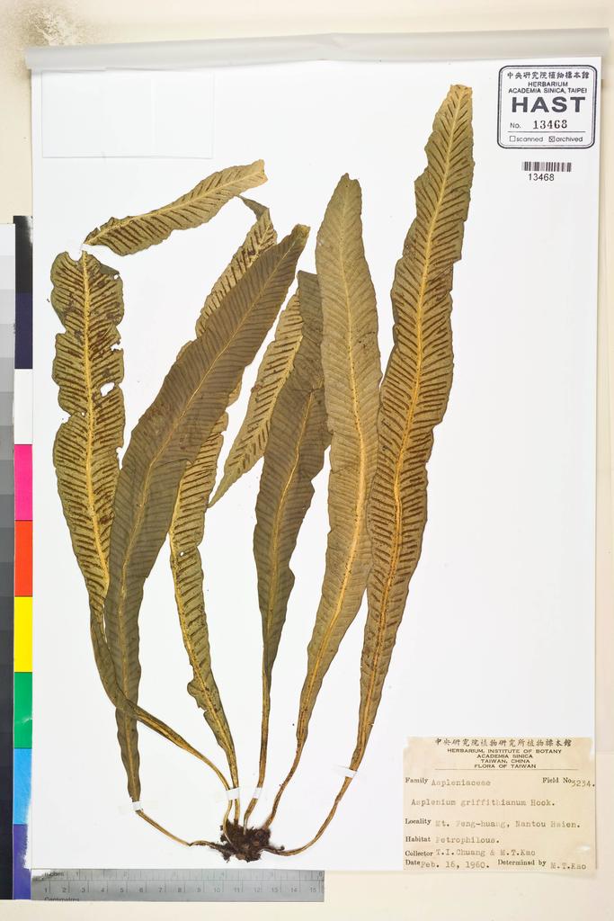 <Unit #84808 Chuang, T. I. | 莊燦暘 | 3234:: | Asplenium griffithianum Hook.>