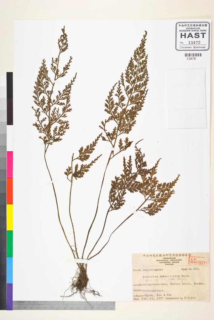 <Unit #84526 Huang, T. C. | 黃增泉 | 810:: | Asplenium ritoense Hayata>