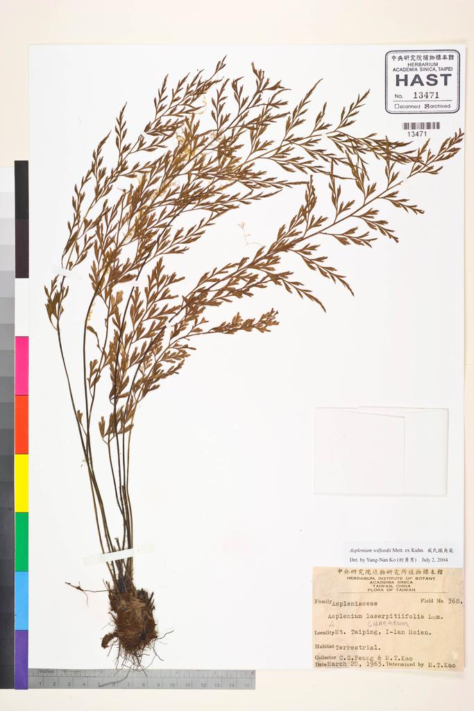 <Unit #54428 Feung, C. S. | 馮朝勳 | 368:: | Asplenium wilfordii Mett. ex Kuhn.>