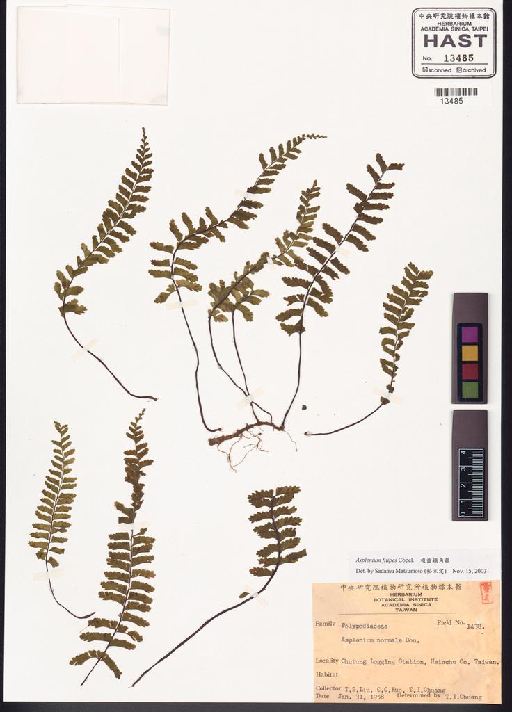 <Unit #49946 Liu, T. S. |  | 1438:: | Asplenium filipes Copel.>