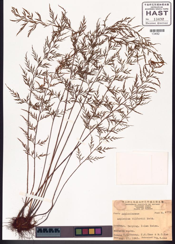 <Unit #83612 Chuang, C. C. |  | 4772:: | Asplenium wilfordii Mett. ex Kuhn.>