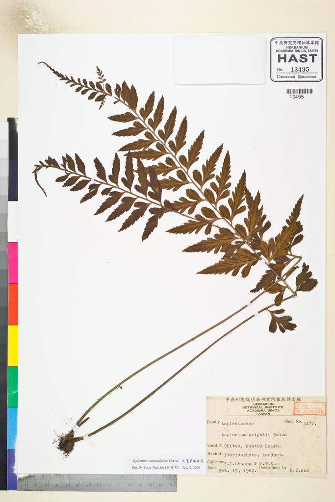<Unit #54486 Chuang, T. I. | 莊燦暘 | 3177:: | Asplenium cuneatiforme Christ>