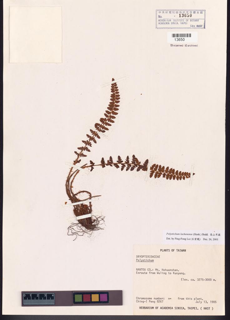 <Unit #17539 Peng, Ching-I | 彭鏡毅 | 8267:: | Polystichum lachenense (Hook.) Bedd.>